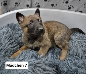 Malinois X Herder Welpen 
