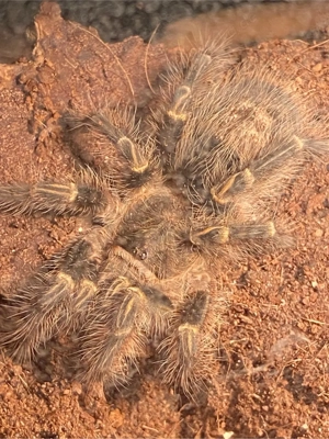     Acanthoscurria geniculata (Weißknievogelspinne) Bild 2