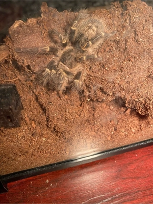     Acanthoscurria geniculata (Weißknievogelspinne) Bild 3