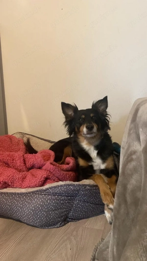 Bella sucht ein neues Zuhause 