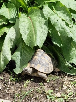 3 griechische Landschildkröten  testudo hermani