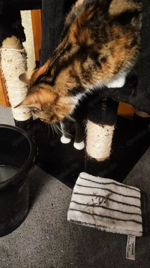 2 Mehrfarbige Mädchen Persermix