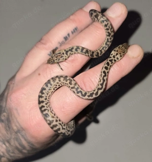 1,1 Antaresia maculosa für Hamm