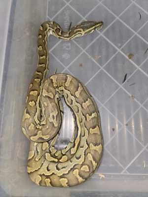 0,1 Felsenpython für Hamm