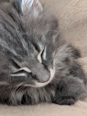  Maine Coone Kitten Katze Mädchen 