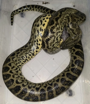1,2 gelbe Anakonda für Hamm