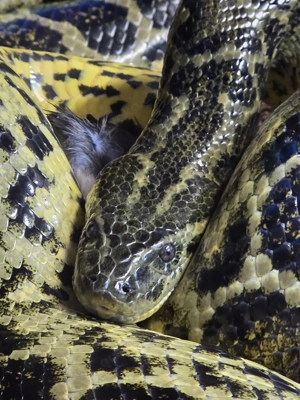 1,2 gelbe Anakonda auch tausch möglich Bild 2