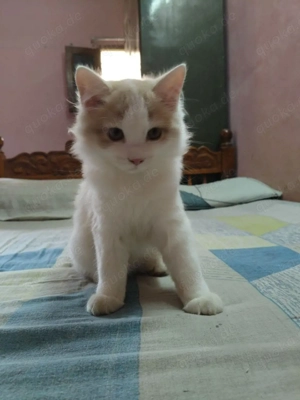 Drei süße perser suchen neuen Dosenöffner Für neue Wohnungen