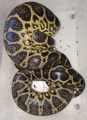 1,2 gelbe Anakonda auch tausch möglich Bild 3