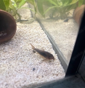 Suche Panzerwelse!!!!