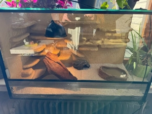 gebe ein terrarium mit einem leopardgecko ab 
