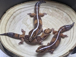 Hemitheconyx caudicinctus - AFT Gecko - Zuchtgruppe