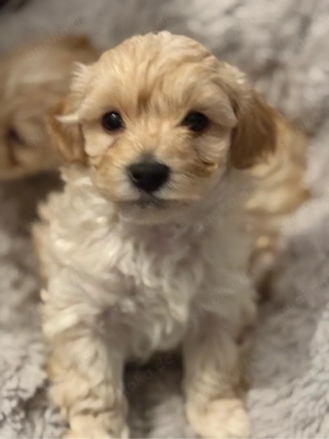 Maltipoo Welpen (Malteser x Pudel) F1B Verpaarung