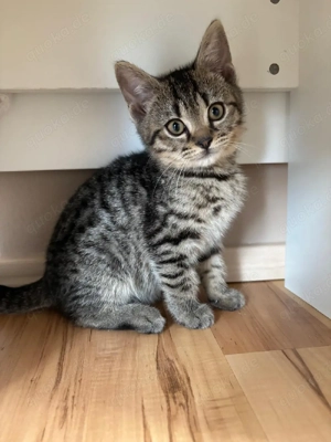 Bengal-BKH-Mix Kitten 