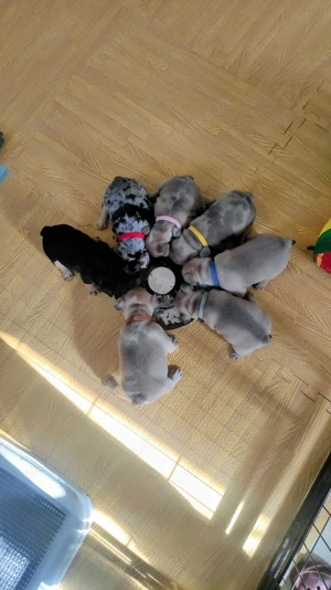 Französische Bulldogge   Welpen 