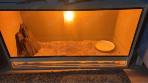 gebe hier eine kornnatter mit terrarium ab 