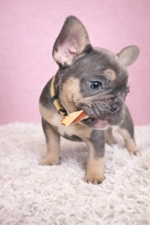 Französiche Bulldoggen Welpen geb. 31.12.25    3 Mädchen 2 Jungs  Lilac Tan