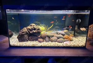 Fische, Süßwasser, Zwergbuntbarsch, Neon, Barben