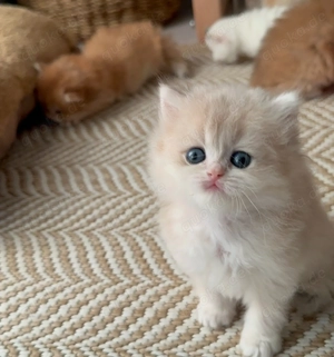 Wunderschönes Perserkätzchen