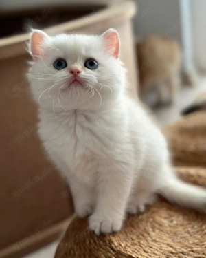  Wunderschönes Perserkätzchen 