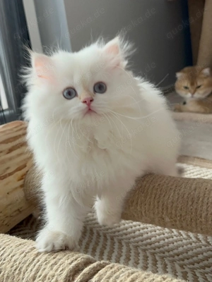 Bezauberndes Perserkätzchen zu verkaufen