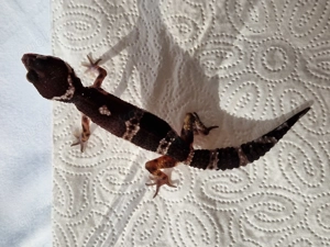 Leopardgecko Black Night MSBn 0.1 Weibchen NZ 10 2025