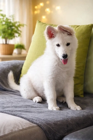 Schweizer Schäferhund