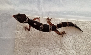 Leopardgecko Black Night MSBn 0.1 Weibchen NZ 10 2025