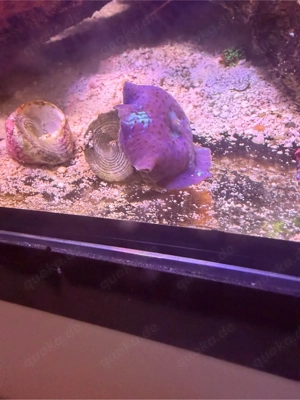 Scheibenanemonen Blau & Grün