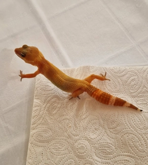 Leopardgecko Mandarine Hypo NZ 10 2025 inkubiert auf Weibchen