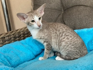 OKH Mädchen mit Papiere abgabebereit