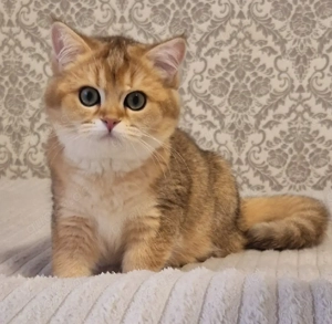 BKH Britische Kitten mit Stammbaum