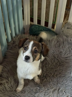 Süße Lilly(5 Mon) sucht liebevolle Familie 