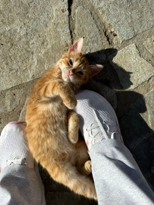 Kitten Katze Kater Tierschutz Bundesweite Vermittlung  Bild 4
