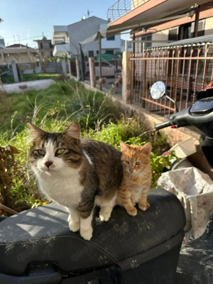 Kitten Katze Kater Tierschutz Bundesweite Vermittlung  Bild 2