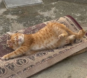 Kitten Katze Kater Tierschutz Bundesweite Vermittlung  Bild 3