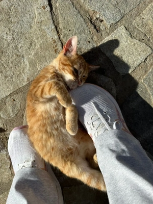 Kitten Katze Kater Tierschutz Bundesweite Vermittlung  Bild 6