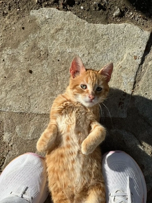 Kitten Katze Kater Tierschutz Bundesweite Vermittlung  Bild 5