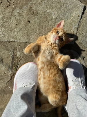 Kitten Katze Kater Tierschutz Bundesweite Vermittlung  Bild 7