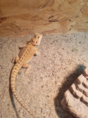 Farb-Bartagamen Jungtier  (Pogona vitticeps) NZ 07 2025  Männchen 