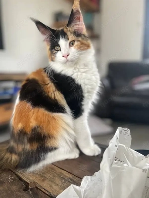 Wunderschöne Maine Coon Kätzchen   2 Männchen & 3 Weibchen zu verkaufen