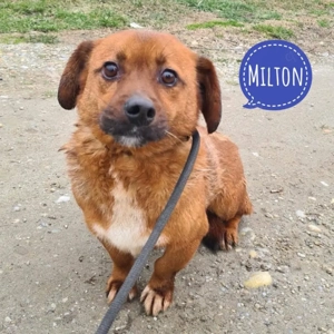 Milton, Pekinese Mix, etwas schüchtern, sucht dringend ein Zuhause
