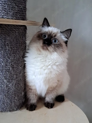 Neva masquarade sibirische weiblich