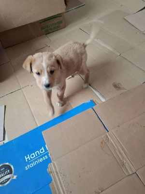 Süße Yuna (4 Mon) sucht liebevolles Zuhause 