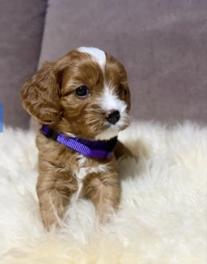 Süße Cavapoo Welpen mit Ahnennachweis