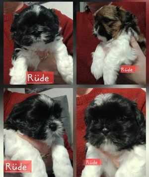 Welpen Shih Tzu 