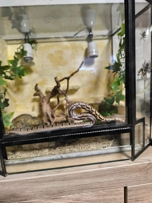 Lampropeltis (Königsnatter)