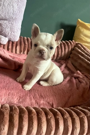 Französische Bulldogge CDDY FREI 