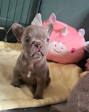 Französische Bulldoggen 