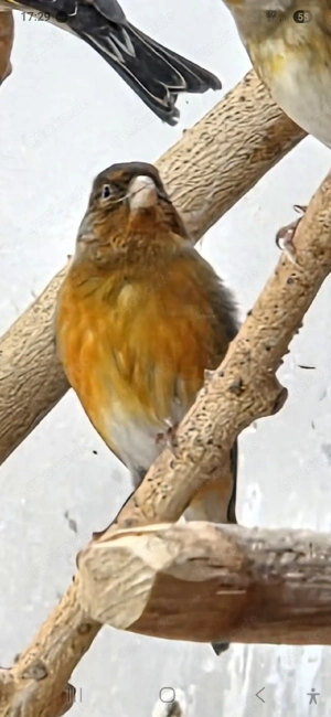 Kaputzenzeisieg X Kanarien  